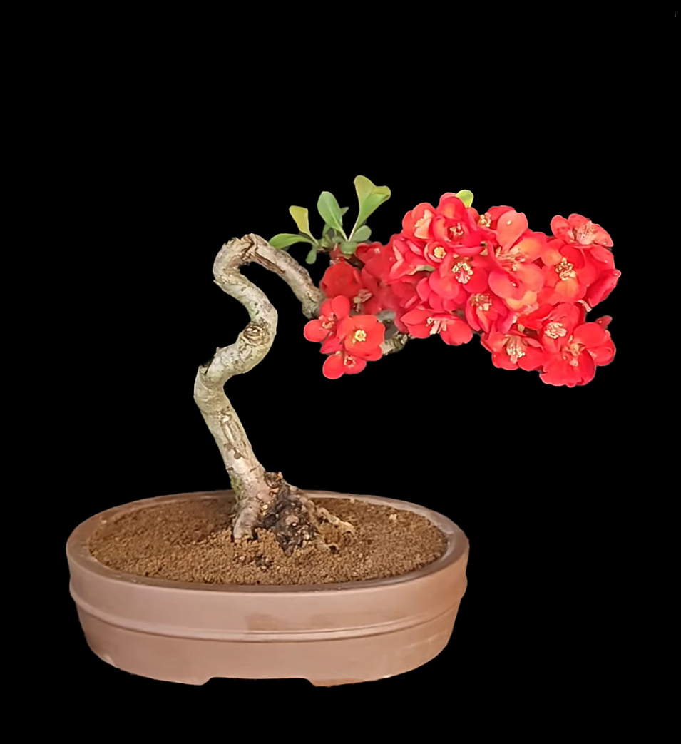 Zen.nl, Zen, meditatie, leren mediteren, foto